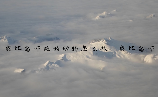 奥比岛吓跑的动物怎么抓　奥比岛吓跑的动物怎么抓的