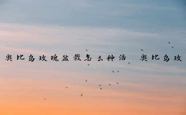 奥比岛玫瑰盆栽怎么种活　奥比岛玫瑰盆栽怎么种活的