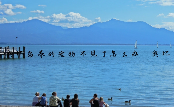 奥比岛养的宠物不见了怎么办　奥比岛养的宠物不见了怎么办呢
