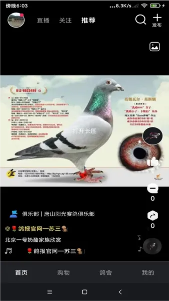 鸽报短视频apk