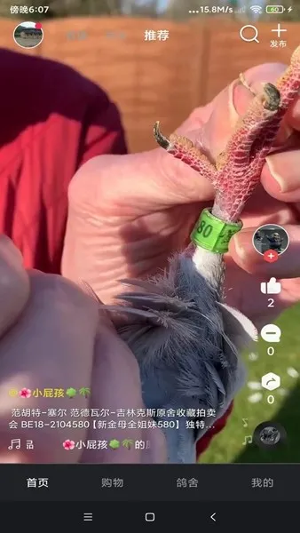 鸽报短视频apk