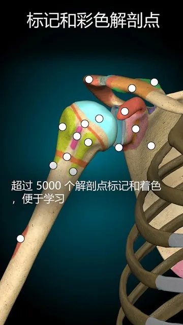 3D解剖学Anatomy Learning完整版
