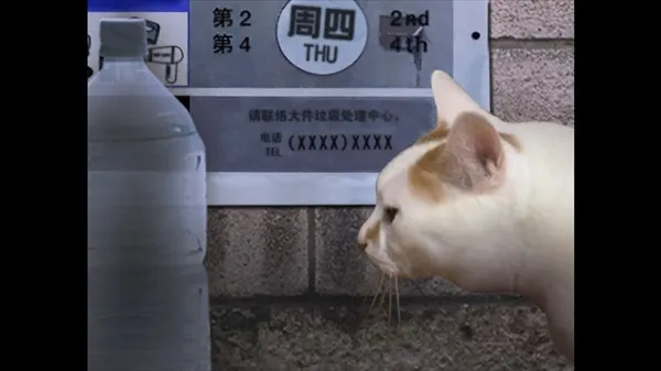 翌日猫之怪奇谭坤坤版
