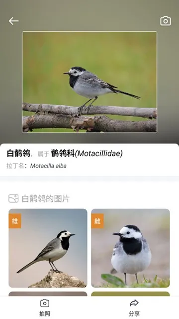 Picture Bird拍照识鸟付费解锁版