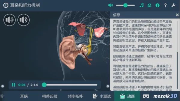耳朵和听力机制