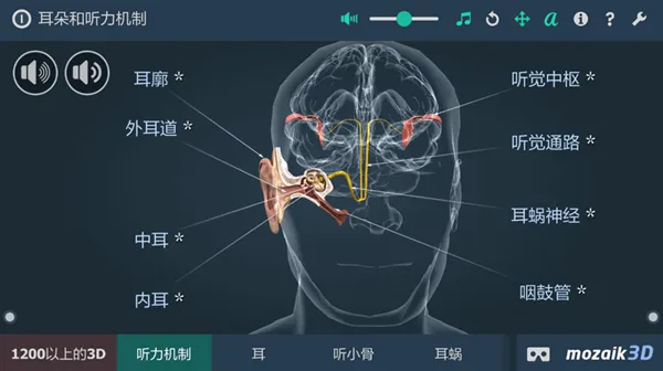 耳朵和听力机制