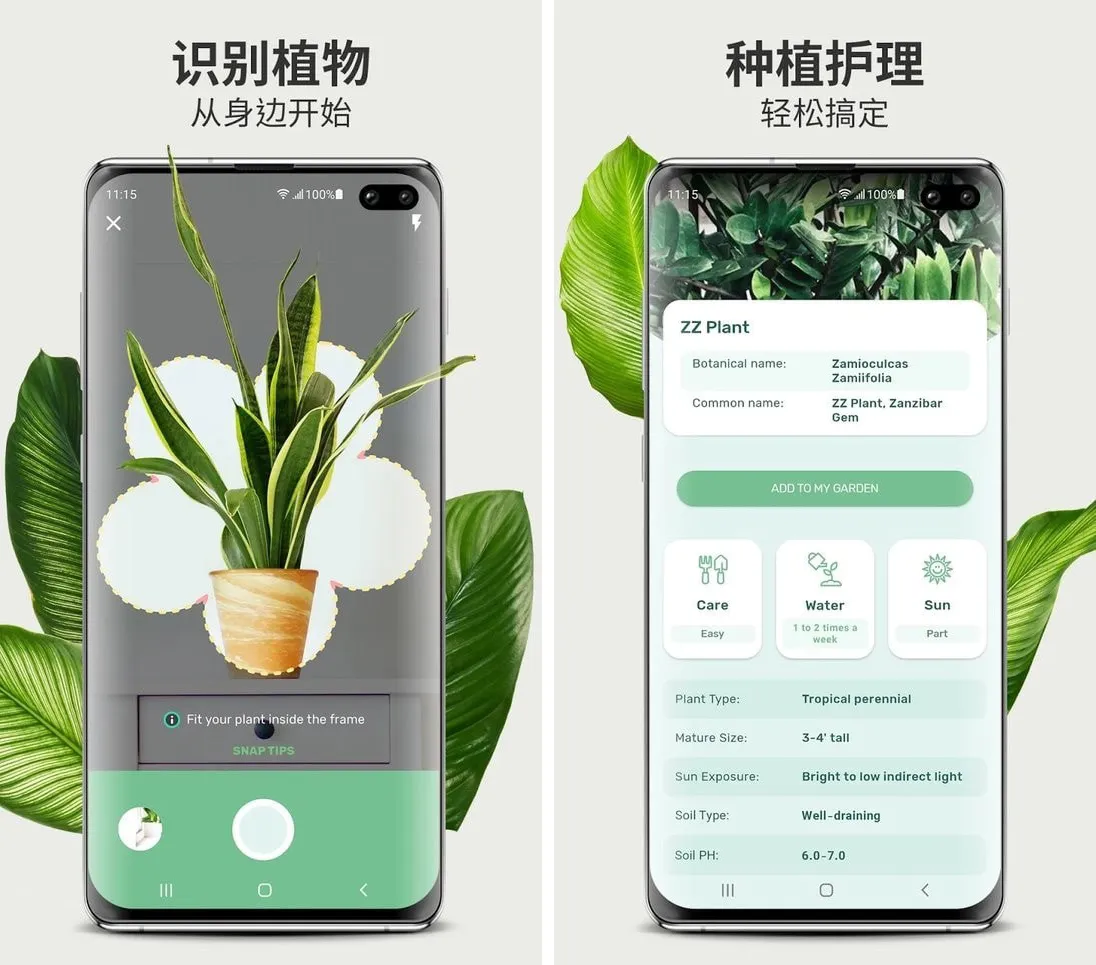 Blossom植物识别