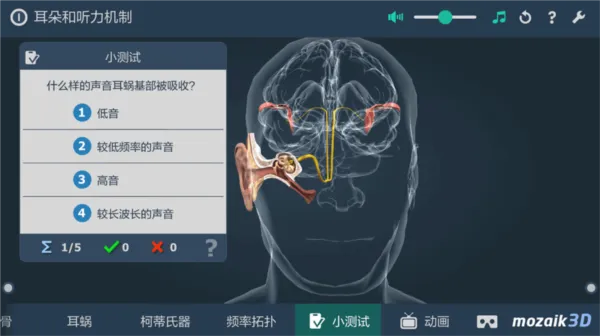 耳朵和听力机制