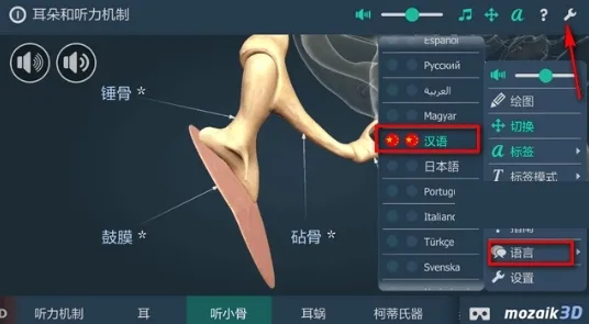 耳朵和听力机制