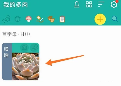 多肉成长记