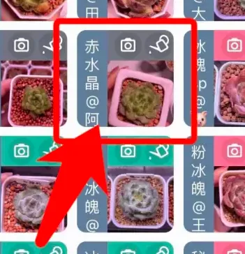 多肉成长记